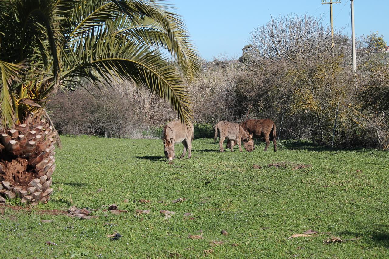 Agriturismo Su Recreu Ittiri Exteriér fotografie